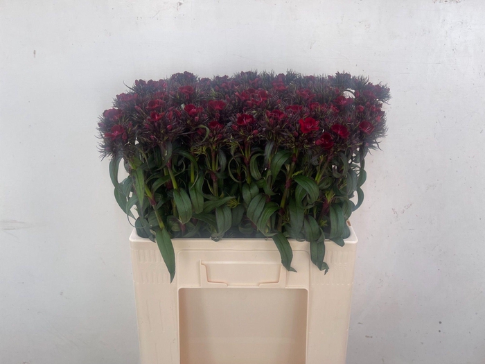 <h4>DI BARB B DIEP ROOD</h4>