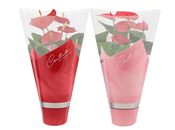 <h4>Anthurium 12 cm Red & Pink mix in Couture sleeve</h4>