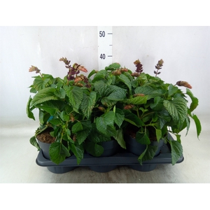 Salvia  'Salgoon Lake Flamingo'
