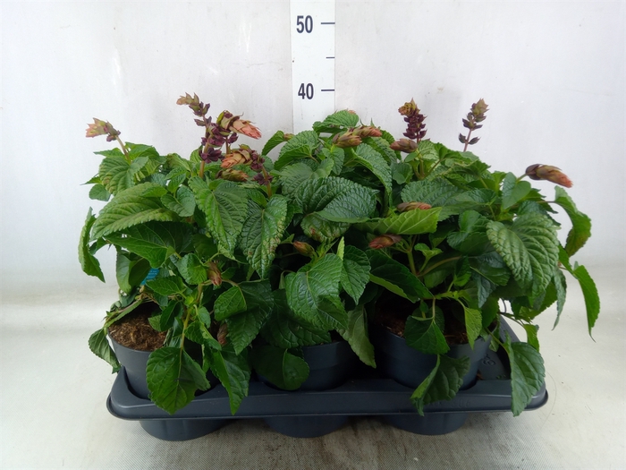 <h4>Salvia  'Salgoon Lake Flamingo'</h4>