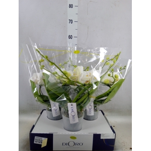 Phalaenopsis   ...white