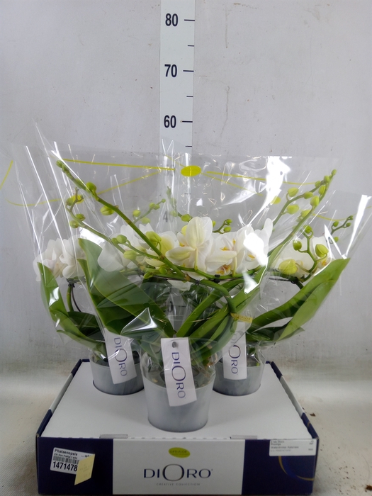 <h4>Phalaenopsis   ...white</h4>