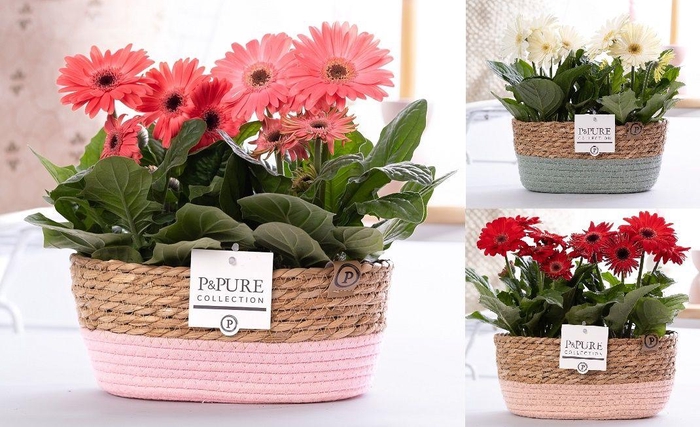 <h4>Gerbera belicht2+ in Pure Collection fieldbasket 7</h4>