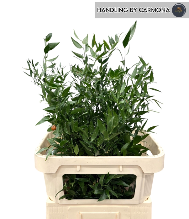 <h4>DANAE RACEMOSA</h4>