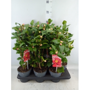 Camellia japonica