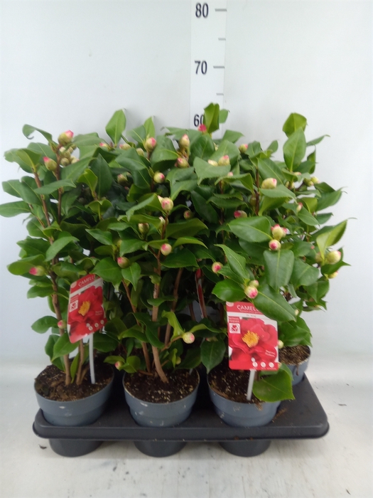 <h4>Camellia japonica</h4>