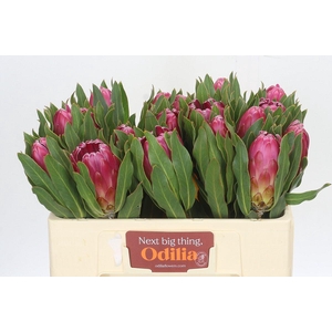 Protea Brenda