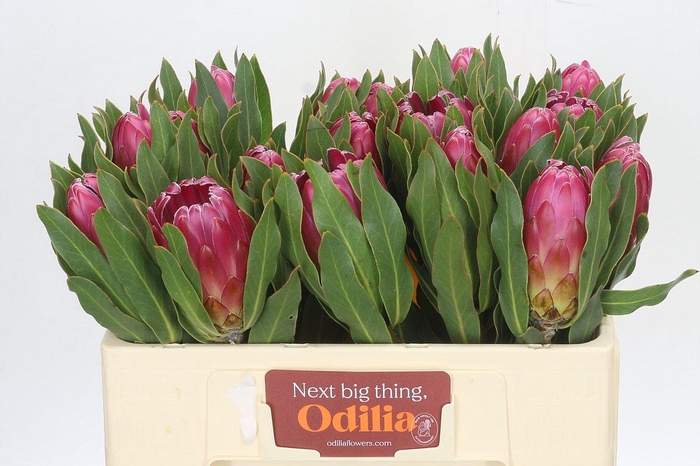 <h4>Protea Brenda</h4>