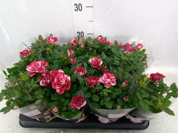 <h4>Rosa  'Gigi Parade'</h4>