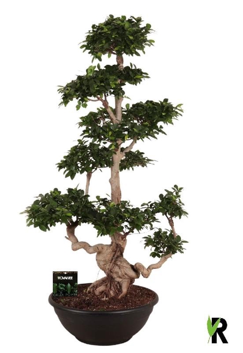 <h4>Ficus Mi Ginseng etiketten</h4>