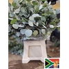 EUC POPULUS BLAD PB -ZA-SUPER