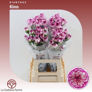 Dianthus St Kino
