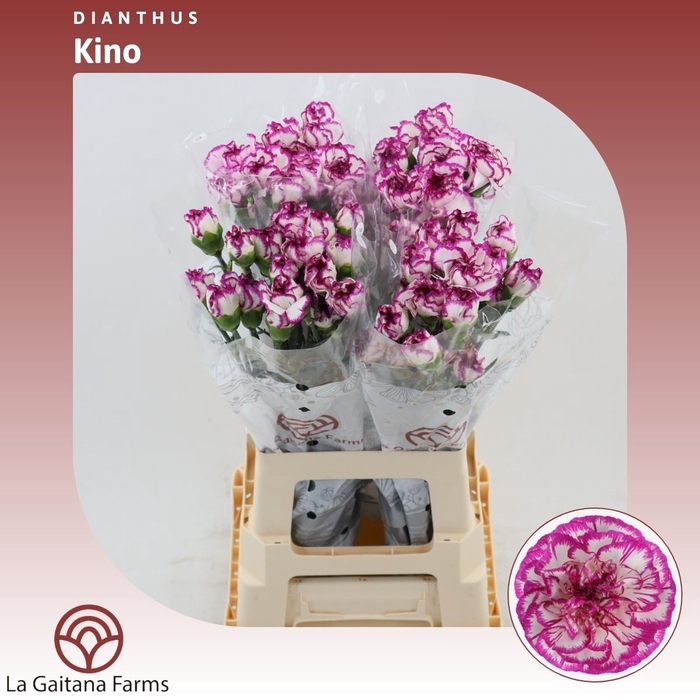 <h4>Dianthus St Kino</h4>