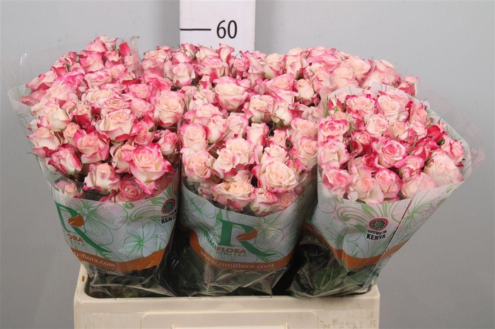 <h4>R Tr Reflex</h4>