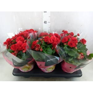 Begonia elat. DU 'Baladin'
