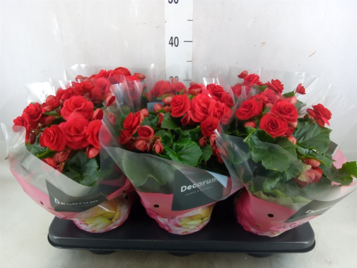 <h4>Begonia elat. DU 'Baladin'</h4>