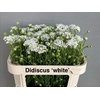 Didiscus White