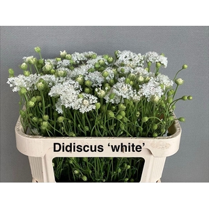 Didiscus White 75cm P Stem