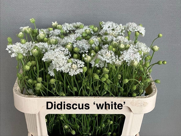 <h4>Didiscus White 75cm P Stem</h4>