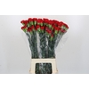 Dianthus St Don Pedro