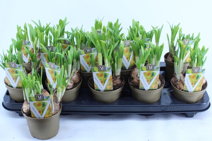 <h4>NARC O TETE A TETE</h4>