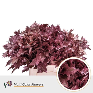 Quercus rubra   ...colored H%