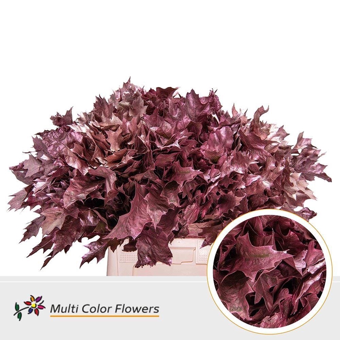 <h4>Quercus rubra   ...colored H%</h4>
