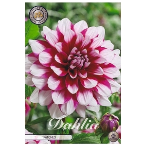 Dahlia Patches x1 l