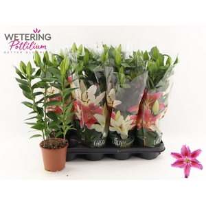 LIL OR SUN MARTINIQU