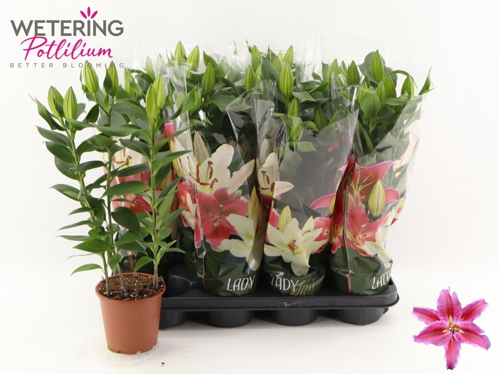 <h4>LIL OR SUN MARTINIQU</h4>