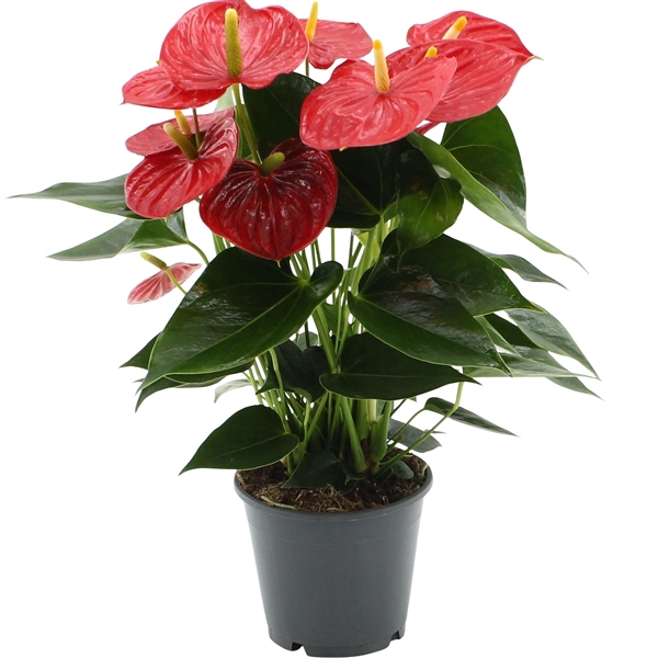 <h4>Anthurium Esudo in transparant sleeve</h4>