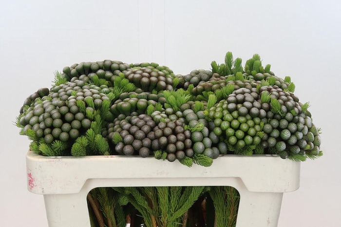 <h4>Kaaps Groen Albiflora</h4>