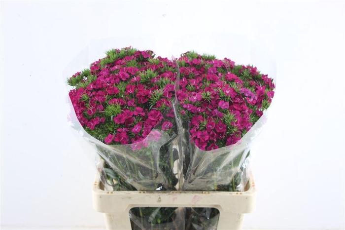 <h4>Di Barb Neon Purple</h4>