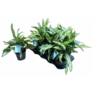 Aglaonema commutatum Silver Queen 14Ø 40cm 5pp