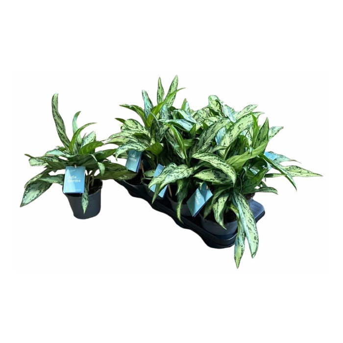 <h4>Aglaonema commutatum Silver Queen 14Ø 40cm 5pp</h4>