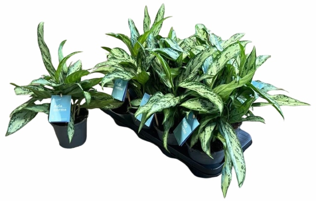 Aglaonema commutatum Silver Queen 14Ø 40cm 5pp