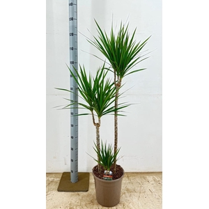 DRA MARGINATA