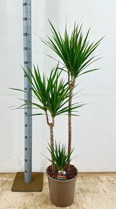 <h4>DRA MARGINATA</h4>