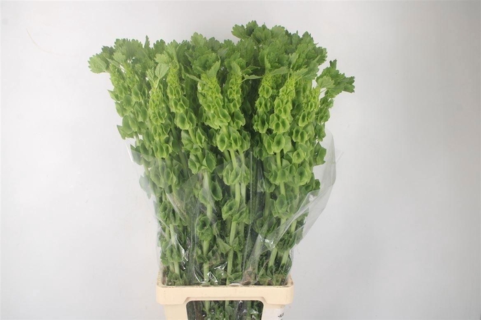 <h4>Moluccella Stuk</h4>