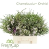 Chamelaucium Orchid