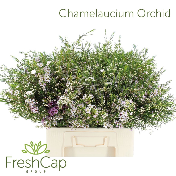 <h4>Chamelaucium Orchid</h4>