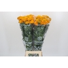 Tagetes Marigold Promise Orange