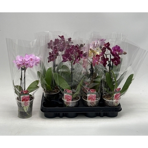 PHAL GEM