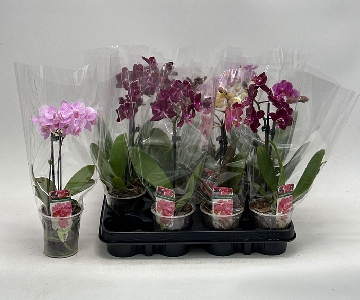 <h4>PHAL GEM</h4>