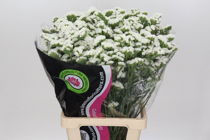 Limonium Statice White