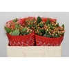 Hypericum Mellow Romance