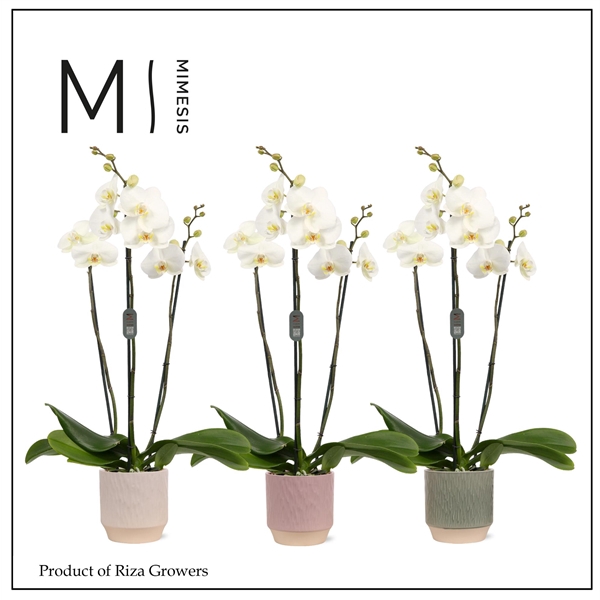 <h4>Mimesis Phal. White Bigflower - 3 spike 12cm in Luna Mix Ceramic</h4>