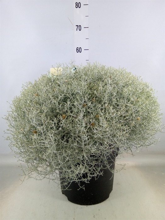 <h4>Leucophyta brownii 'Silvercalos'</h4>