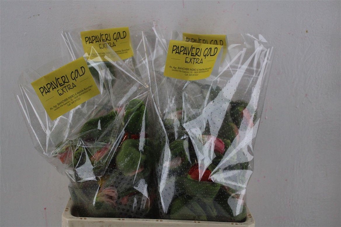 <h4>Papaver Mixed Extra P Stem</h4>