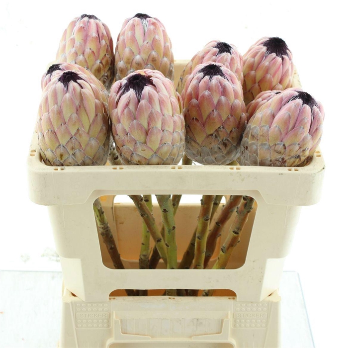 <h4>PROTEA SUSARA</h4>